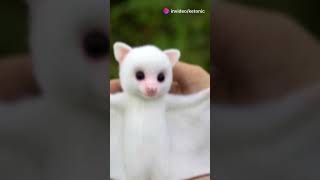 The Adorable Honduran White Bat 🦇 Wildlife Nature Bats Animals [upl. by Medarda]