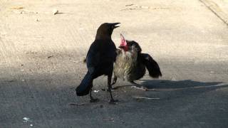 Baby Grackle Being Fed By Mother  1 of 2 [upl. by Orabel]