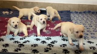 Yellow Labrador puppies in Clear Passion kennel from Cola and Mrki litter [upl. by Aicat]