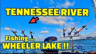 Fishing CUT BAIT at WHEELER LAKE on TENNESSEE RIVER [upl. by Aneehsyt]