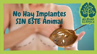 NO HAY Implantes SIN ESTE Animal [upl. by Kieffer]