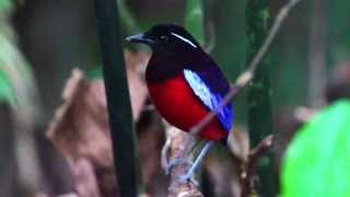 Birds of Sepilok  Rainforest birds of Sabah [upl. by Jilleen]