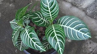 The Zebra Plant  Aphelandra Squarrosa [upl. by Kussell68]