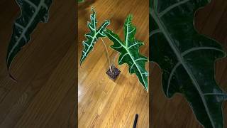 Alocasia Sanderiana aka ‘nobilis’ alocasia alocasiaaddict alocasiaplant alocasiavarieties [upl. by Nalro]