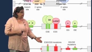 Splicing mutations  Melissa Moore U MassHHMI [upl. by Ahterod]