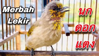 เสียงนกดอกแตง เจ้าจิงโจ้ ขนใหม่ suara merbah lekir 12023  birdwild chaiya [upl. by Adnylg549]