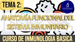 Anatomía Funcional del Sistema Inmune Hematopoyesis Órganos linfoides Sistema Linfático [upl. by Naxela]