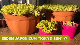 REPRODUCIR SEDUM JAPONICUM TOKYO SUN  Sedum Oro [upl. by Aisul170]