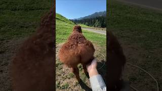 This is Why Sheep Have Fat Butt 😨 [upl. by Tsnre]