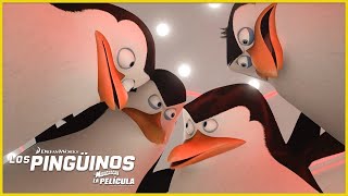 Los pingüinos se mantienen unidos🖤 🤍  DreamWorks Madagascar en Español Latino [upl. by Hyacinthia]