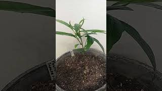 Pouteria Mamey Sapote Seedling [upl. by Teyut]