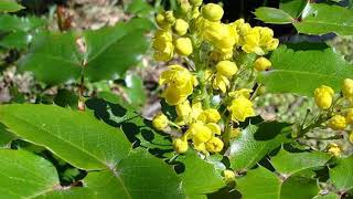 Mahonie Mahonia aquifoliumevergreen with winter flowering [upl. by Wiebmer]