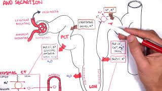 Nephrology  Physiology Reabsorption and Secretion [upl. by Abrams760]