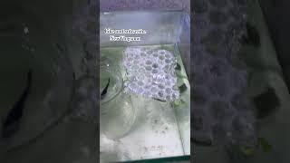 Betta breeding project bettafish viralvideo subscribe 1000subscriber shortsfeed views vlog [upl. by Lynsey547]