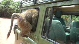 African Baboon Jumps in Window and Steals Lunch [upl. by Bolt413]