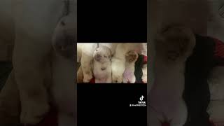 夯夯的法鬥犬 法國鬥牛犬 法國鬥牛犬 法斗 法牛 法鬥犬 法鬥幼犬 法國鬥牛犬 [upl. by Mareld854]