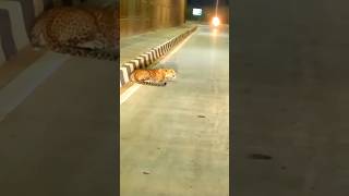 tiger animals wildlife viralvideo youtubeshortsfeature ytshortsindia shortsvideo tigerking [upl. by Bromleigh556]