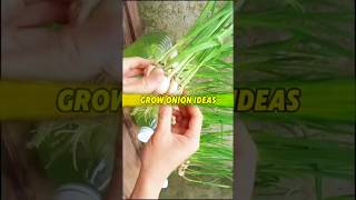 Garlic Exceptional Germination in Water 🧅 রসুন চাষের চমৎকার পদ্ধতি shots onion farming gardening [upl. by Carlye700]