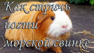 Стрижка когтей морской свинки [upl. by Etnor]