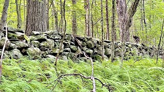 Finding old stuff metal detecting the rock walls in New England [upl. by Niemad]