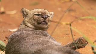 Facts About Jaguarundi [upl. by Jacki]