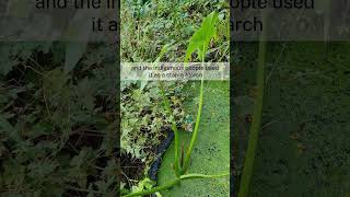 Growing Sagittaria latifolia wapato arrowhead Edible Aquatics [upl. by Uaerraj407]