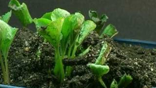 Time Lapse  Wild Violet Sprouting [upl. by Pryce]