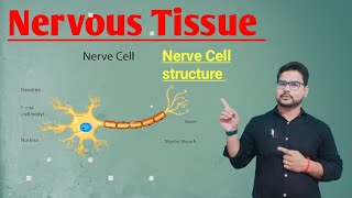 Nervous Tissue Nerve cell  Neurons  Neural tissue [upl. by Yevreh]