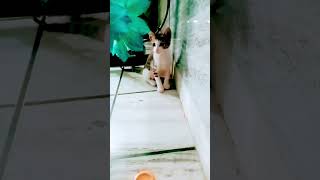 comedy funny billi ki comedy 😽😽😽😽😽😽🤣😎😂 [upl. by Lakym]