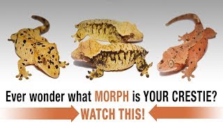 The COMPLETE Guide to Crested Gecko Morphs Part 1 [upl. by Nafri67]