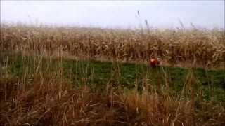 Pheasant Hunting Public Land Northwest IL [upl. by Frodina]