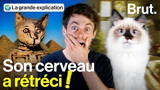 Comment le chat est devenu domestique [upl. by Ardnoed]