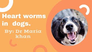 THE DIAGNOSIS AND TREATMENT OF HEARTWORMS IN DOGS [upl. by Ayidan229]