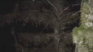 Bigfoot Sighting Estacada Oregon [upl. by Aylatan]