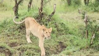 Hammercop Pride Maasai Mara [upl. by Ecirpak]