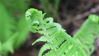 Plant Profile  Ostrich Fern [upl. by Lepper]