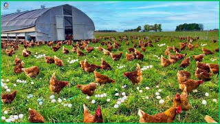 How to Raise Millions of Free Range Chickens for Eggs and Meat Chicken Farming  Processing Factory [upl. by Flan]