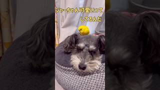 犬を可愛がる鳥 [upl. by Drew]