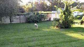 Greyhound running in the backyard [upl. by Rebmit683]