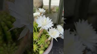 Our Night Blooming Cactus flowered Watch the related video [upl. by Tuorah]