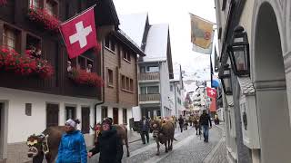 Die Kühe von Älpler Toni Kempf sorgten mit ihren Treicheln in Andermatt für einen Ohrenschmaus [upl. by Andrea397]