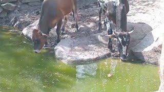 A CAÇIMBA SALOBRA UMA RIQUEZA NA CAATINGA NORDESTE [upl. by Brita500]