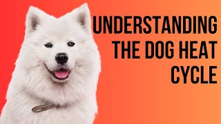 Understanding the Dog Female Heat Cycle  Part 1 [upl. by Thom]