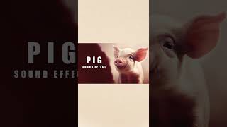 Pig sound effect no copyright  Pig sound  5  Animal sounds no copyright animalsoundeffects [upl. by Fast920]