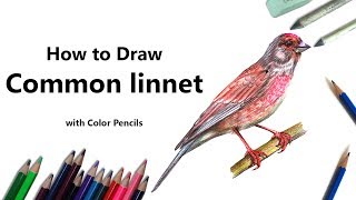 How to Draw a Common Linnet with Color Pencils Time Lapse [upl. by Kowtko]