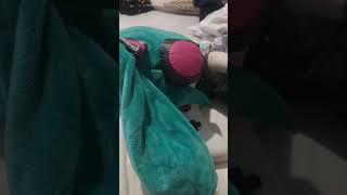 Miku plush angry because she lost in fortnite [upl. by Celinka]