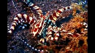 SCUBA DIVING MANADO LEMBEH Mimic Octopus55 ミミックオクトパス 七変化たこ [upl. by Liatrice688]