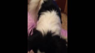 Japanese Chin singing opera [upl. by Studner373]