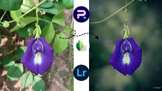 Mobile photo editing tutorial Lightroom colour grading background blur Image [upl. by Basilius]