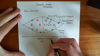 Smooth Muscle Contraction Part 1 [upl. by Clapper]